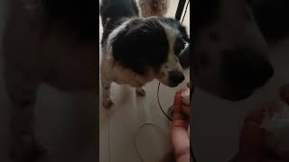 Curiosity Human Food