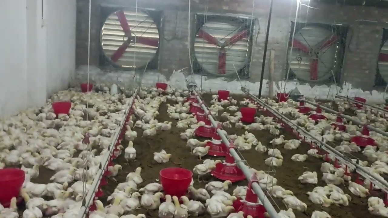 1 January 2026 ac poultry farm