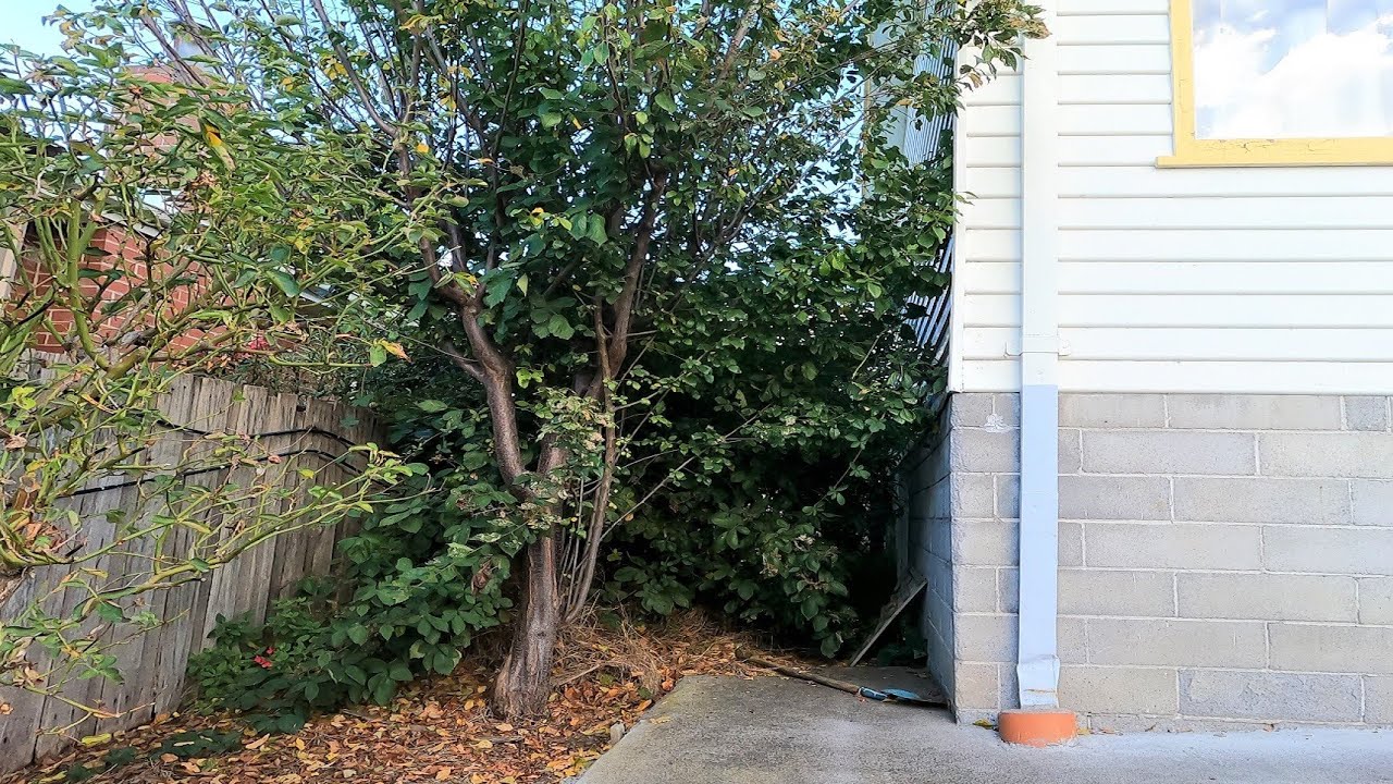 This Corner was Thicker than The Amazon Jungle | Helping an Elderly Customer