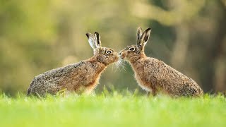 They are cute furry and lovely animal The cutest rodents Rabbit sound