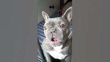 Blu Trying To Search His Toy Dog Frenchbulldog Doglife Shorts Viral Trending 