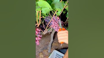 Petik dan panen buah anggur langsung dari pohonnya