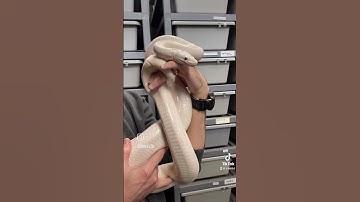 WATCH THIS: How Well Can YOU GUESS the Morph? #BallPython #Reptile #Snake #Shorts