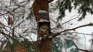 Первоапрельская шутка природы