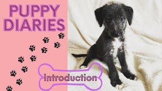Puppy Diaries | Bedlington Whippet 8 Weeks Old