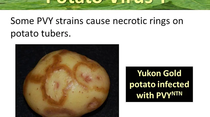 Information on Potato virus Y(PVY) symptoms and control