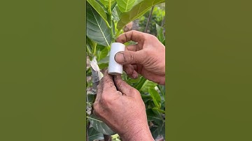 kỹ thuật ghép cây mít nhà em #shorts