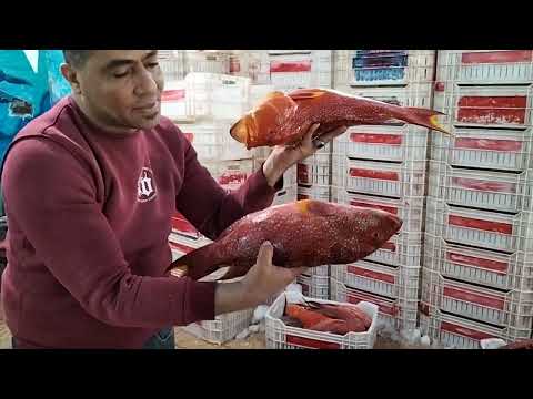 أغلى أنواع الأسماك فى البحر الأحمر