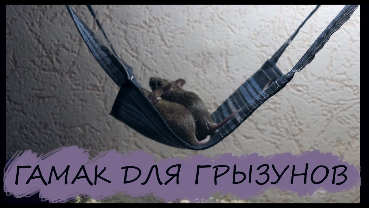 гамак для грызунов / hammock /mouse / как сшить гамак / ХАСКИ И ФЛОРА