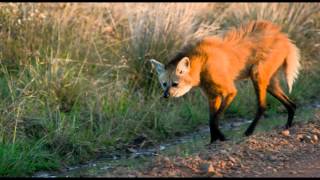 Encuentro con el Aguará Guazú - Esteros del Iberá