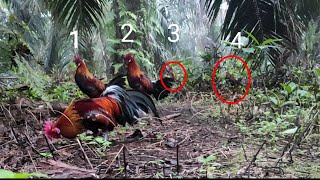 Tak disangka tempat ini banyak  AYAM HUTAN nya