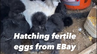 Hatching fertile chicken eggs from Ebay #chicken #eggs #brinsea #hatchingchicks #hatchingchickeneggs