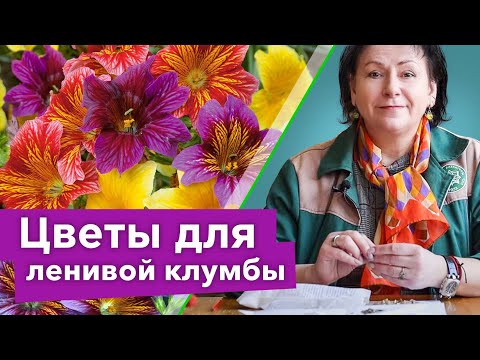 ТАКОЙ КРАСИВОЙ КЛУМБЫ БОЛЬШЕ НЕ БУДЕТ НИ У КОГО! Посейте эти неприхотливые цветы сразу в грунт в мае