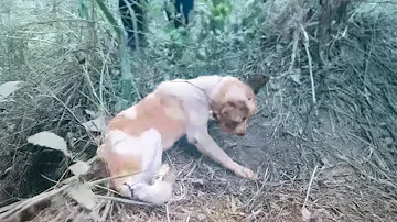 Tied up and barely breathing at the fence, the dog begged his owner not to leave