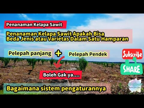 Penanaman Kelapa Sawit Apakah Bisa Beda Varietas atau Jenis Dalam Satu Hamparan