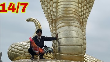 14/7 bảo tồn động vật🐓🐓,,trại lớn & trại nhỏ,,❤️❤️hiện tại, nghĩ lại khi đỗ gà?lh 09,,478,,344,,62