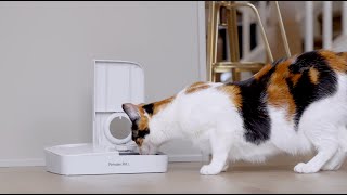 Premier Pet Automatic Timer Pet Feeder - 2 Meal - Quick Overview by Premier Pet 4,574 views 3 years ago 1 minute, 14 seconds