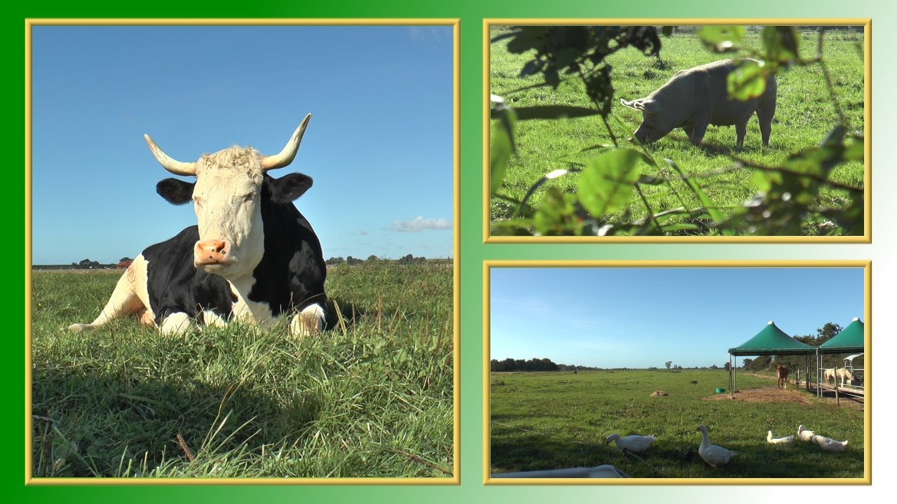 Gnadenhof-Tipps | TierheimTV auf Hof Butenland