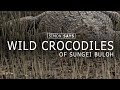 Looking for wild crocodiles in Sungei Buloh wetland reserve | Simon Says Singapore