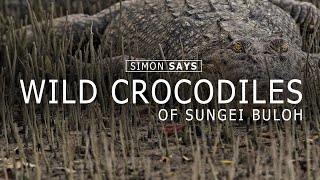Looking for wild crocodiles in Singapore’s Sungei Buloh wetland reserve | Simon Says
