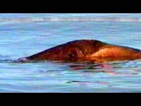Video: Lake Van Monster - Vedere Alternativă
