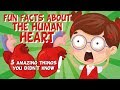 The human heart amazing fun facts  educationals for kids