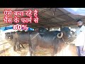 ऐसे बचा रहे हैं भैंस के फार्म से 60% // buffalo dairy farm gujrat