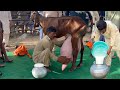 New World Record 11 500 Kg Milk Record Goat Milk Competition University Of Agriculture Faislabad