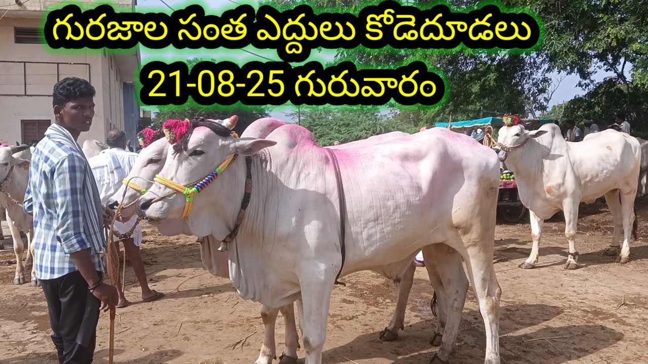 #Gurazala santa, #గురజాల ఎద్దులు కోడదొడల సంత