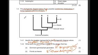GRADE 11: Phylogenetic Tree Exam Question | Plant Diversity| Past Paper |