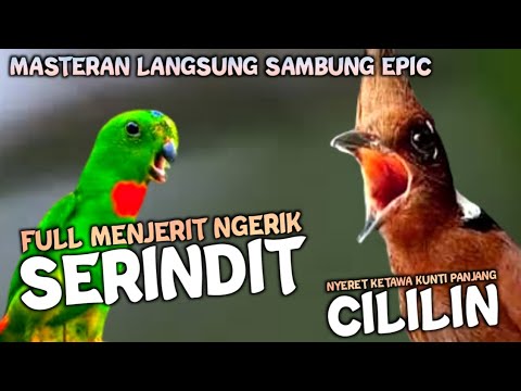 MASTERAN SAMBUNG EPIC!!!! SERINDIT VS CILIKIN KUNTI || MASTERAN MURAIBATU KACER CENDET CUCAKIJO