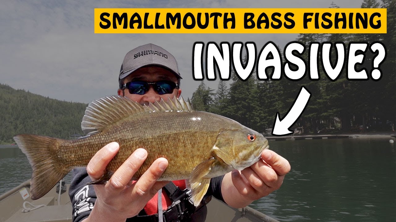 SMALLMOUTH BASS Are Now In My Backyard