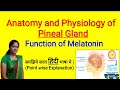 Anatomy and Physiology of Pineal Gland in Hindi | Function of Melatonin | Sleep Hormone