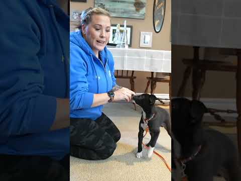 First Week Puppy