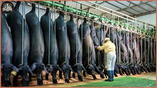 How European Farmers Raise And Processing Millions Of Pigs To Make Hamburgers - Pig Farm
