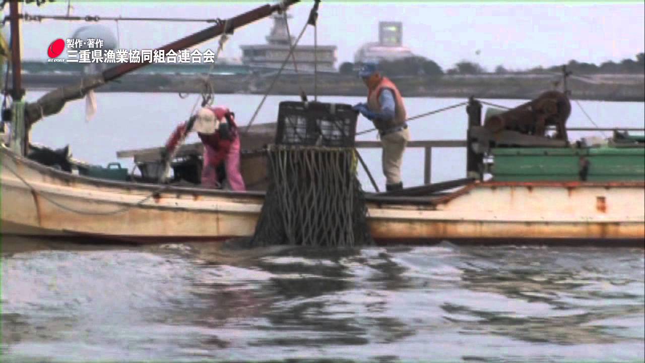 三重県の漁業 11 採貝漁業（桑名市赤須賀）