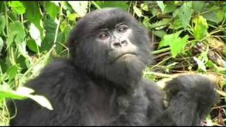 Primate Questions of Conservation, Part 3/4
