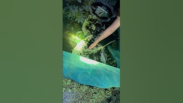 Nguyên nhân ốc bị mòn đít, lẻ vỏ, chậm lớn #ocnhoi #ốcbươuđen #mohinhnuoioc