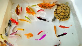 Most Amazing Hunt Axolotl, Betta, Baby Turtle, Koi, Radtang, Spadefish, Tetra, Angel, Ornamental Fis