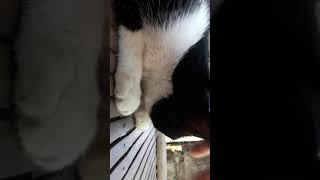 Reviewing My Cat --May May-- So Cute