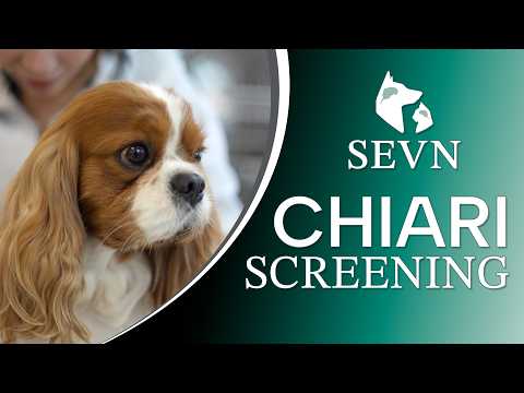 Chiari Screening for Dogs: What to Expect