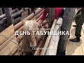 День табунщика. Подготовка к родео.