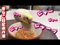 鳴きながら餌を食べる雛オカメ cockatiel singing【オカメインコのきなこ】