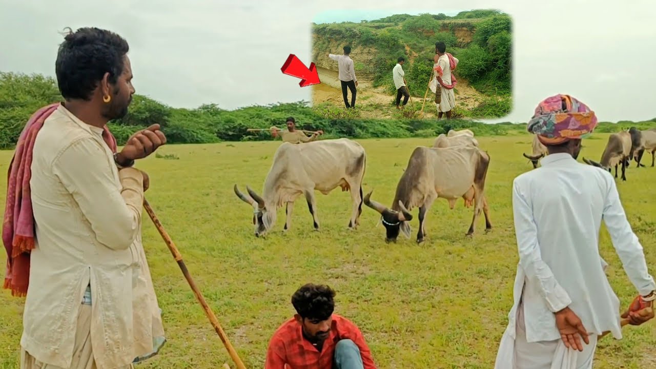 आज हम पांकडी गायों को देखने गए। पूरे जंगल में आज घूमे😱।