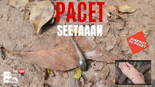 Cara Menghindari PACET & Mengatasi Gigitan Pacet Saat Naik Gunung