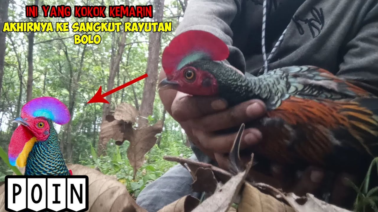 Ini yang Kokok kemarin sore bolo, akhirnya kita poin lagi 🙏 berburu ayamhutanhijau