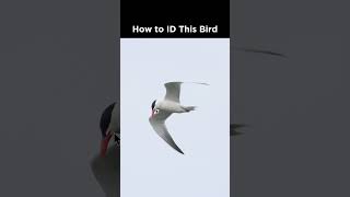 Can You Identify This Bird In Flight?