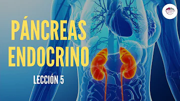 ¿Cuál es la función del páncreas endocrino?