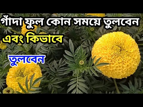 ভিডিও: সবুজ সেরেল এবং নেটলেট স্যুপ