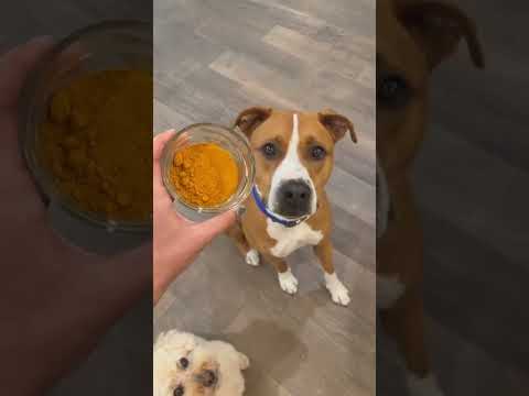 Can dogs have turmeric?